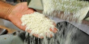۲ اقدام استراتژیک دولت برای کاهش قیمت برنج در بازار