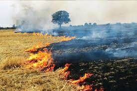 سوزاندن بقایای کشاورزی پس از برداشت ممنوع است